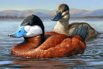 Ruddy Ducks, by Jennifer Miller - postage stamp contest winning art.